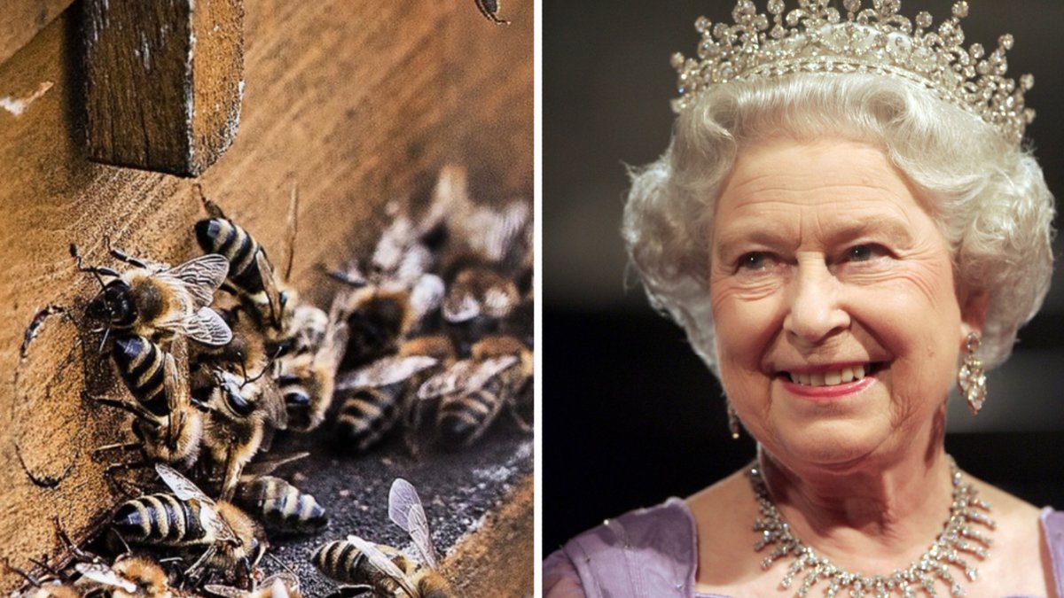 Drottningens biskötare har informerat kuporna om att drottningen är död och att kung Charles III tagit över. 